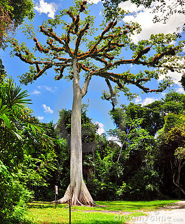 kapok-tree-tikal-guatemala-16723337.jpg