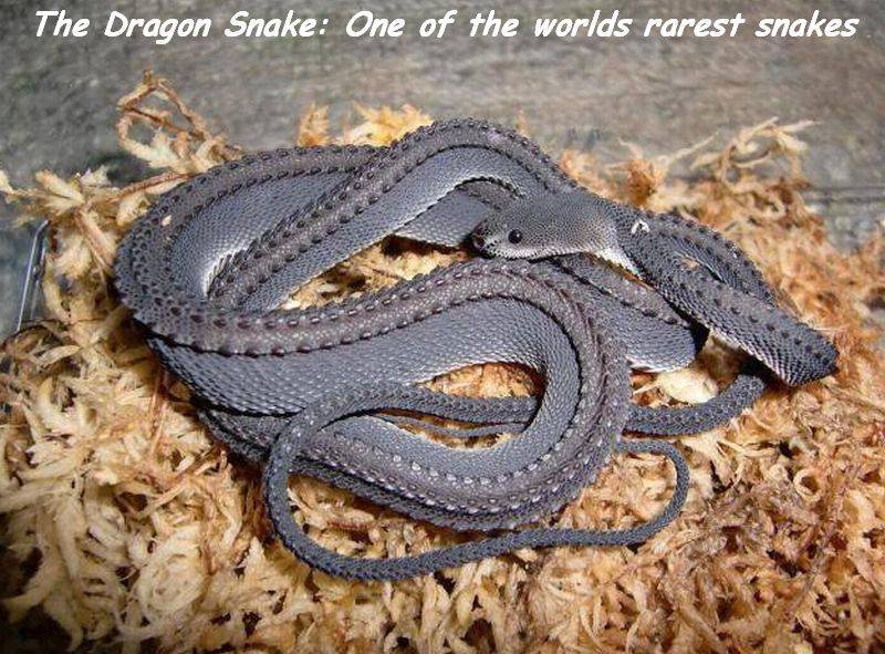 세계에서 가장 희귀한 뱀 중에 하나, 드래곤 스네이크.jpg