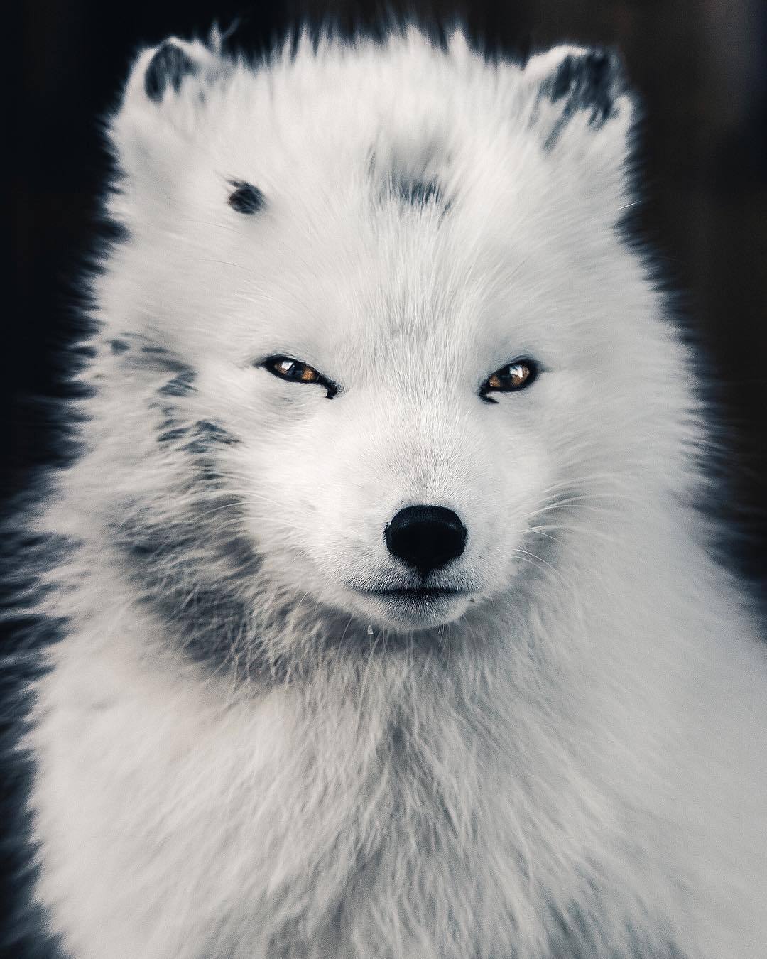 white fox.jpg