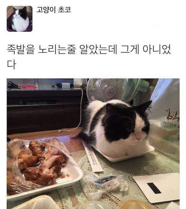 족발을 노리는 고양이.jpg