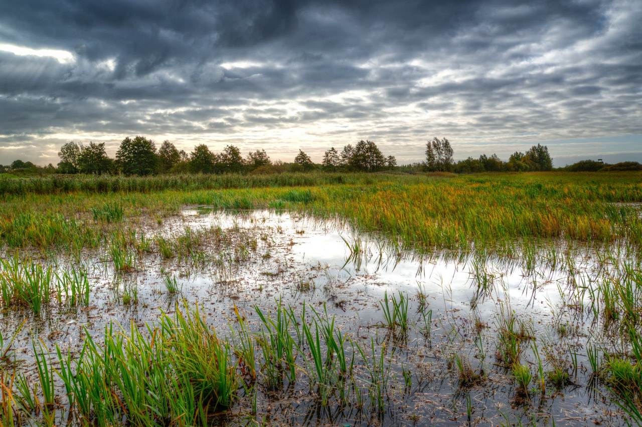 1280-swamp-morning-water-reflection-611214.jpeg