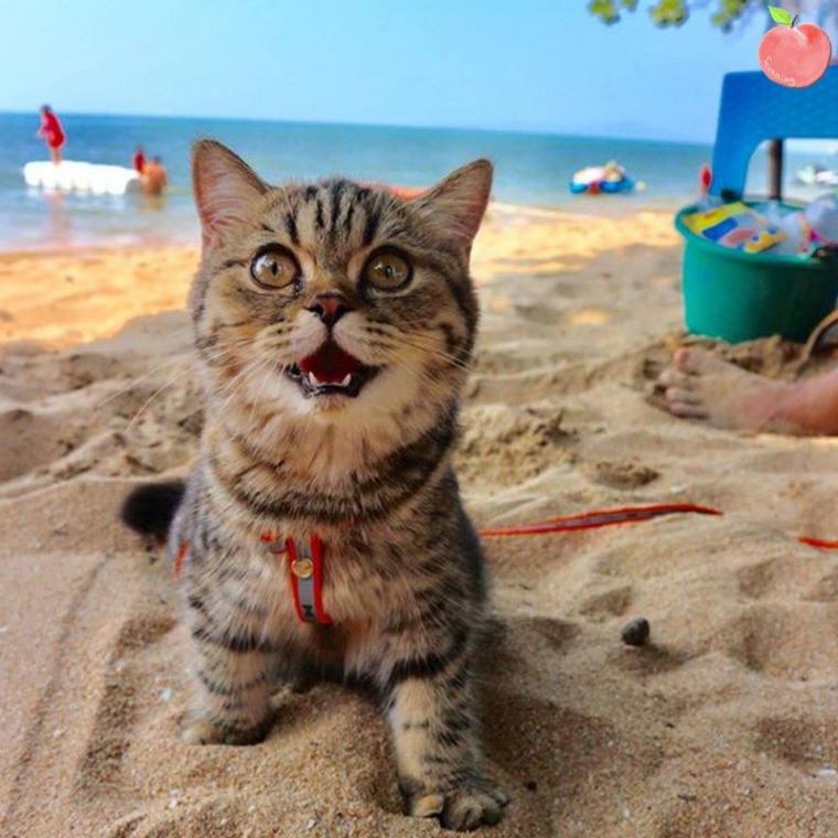 바닷가에 놀러 간 고양이1.jpg