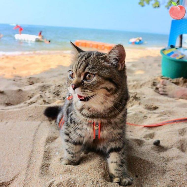 바닷가에 놀러 간 고양이4.jpg