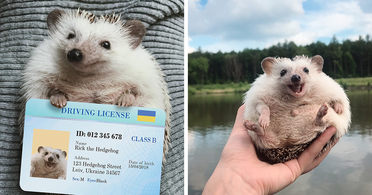 rick-the-instagram-famous-hedgehog-from-ukraine-diana-fb6.png